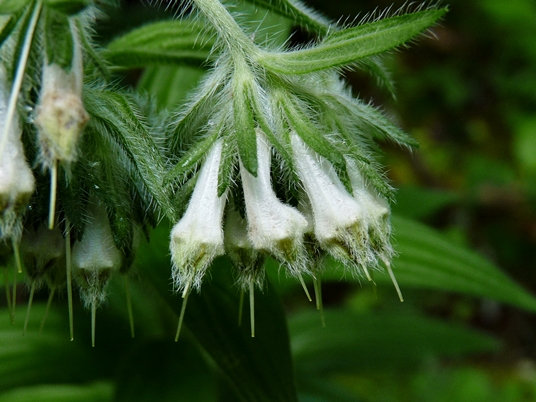 {Lithospermum occidentale}